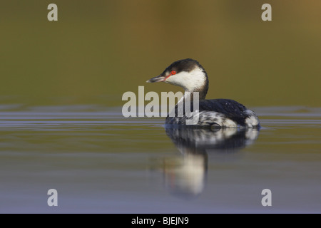 Quantite Grebe Podiceps auritus en plumage d'hiver sur un lac dans le Worcestershire Banque D'Images