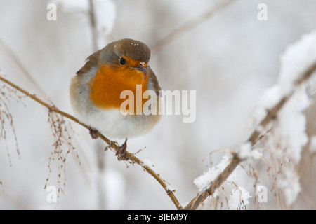 Robin redbreast (Erithacus rubecula aux abords) assis sur une branche, Waghaeusel, Allemagne, close-up Banque D'Images