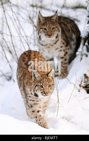 Deux carpathian lynx (Lynx lynx carpathicus) dans la neige, Parc National de la forêt de Bavière, Allemagne Banque D'Images