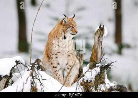Carpates du lynx (Lynx lynx carpathicus) dans la neige, Parc National de la forêt de Bavière, Allemagne Banque D'Images