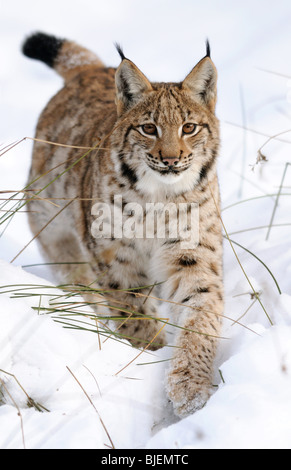 Carpates du lynx (Lynx lynx carpathicus) dans la neige, Parc National de la forêt de Bavière, Allemagne Banque D'Images