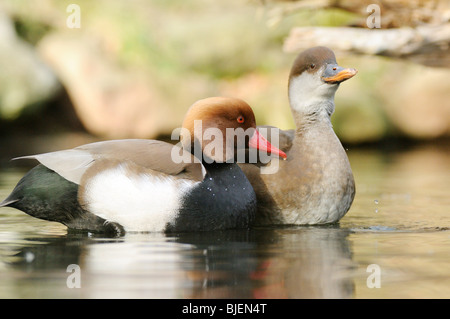 Deux Fuligules à crête rouge (Netta rufina) sur l'eau, vue latérale Banque D'Images