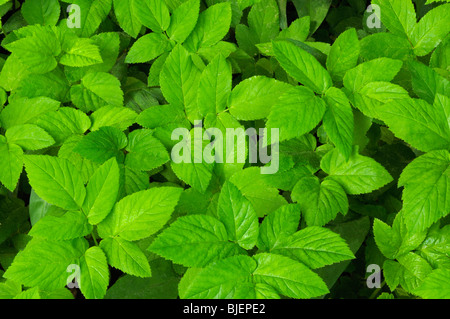 Rez-de-ancien (Aegopodium podagraria), feuilles vu de dessus. Banque D'Images