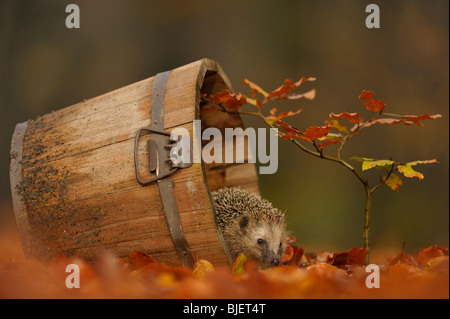 Hérisson (Erinaceus europaeus) dans un jardin en quête de feuilles de hêtre, aux Pays-Bas. Banque D'Images