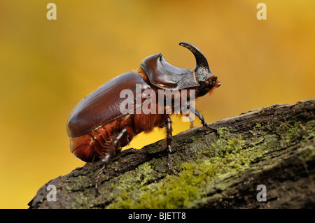 Du scarabée rhinocéros (Oryctes nasicornis), homme de ramper sur un journal sur une chaude journée d'automne, aux Pays-Bas. Banque D'Images