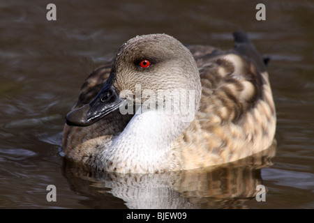 Patagonian Crested Duck Lophonetta specularioides specularioides nager à Martin simple WWT, Lancashire UK Banque D'Images