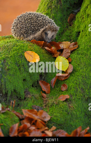 Hérisson (Erinaceus europaeus) dans une forêt de hêtres à la nourriture, aux Pays-Bas. Banque D'Images