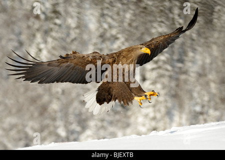 Aigle de Virginie (Haliaeetus albicilla), des profils en approche à l'atterrissage. Banque D'Images