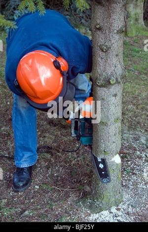 Un homme couper un arbre avec une tronçonneuse Banque D'Images