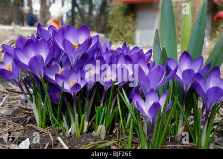 Une petite touffe de crocus, l'une des premières fleurs à apparaître au printemps. Banque D'Images