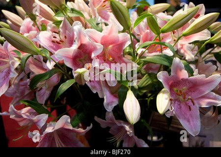 Tiger Lily rose blanc vitrine affichage arrangement Banque D'Images