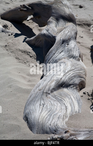 Ancien demi-enterré tronc de l'arbre sur la plage à Lindisfarne, Northumberland, Angleterre du Nord-Est Banque D'Images