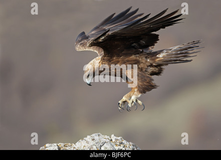 En vol, l'Aigle royal Aquila chrysaetos, Steinadler, Steenarend, adulte, portrait,Central Parc National des Balkans, la Bulgarie Banque D'Images