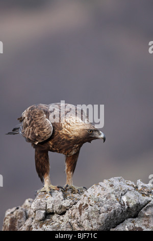 Golden Eagle a atterri sur un rocher, observant, Aquila chrysaetos, Steinadler, Steenarend, adulte, portrait,Parc National Balkan Central Banque D'Images