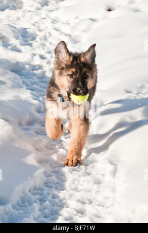 Berger Allemand, Canis lupus familiaris, poil long chiot, 13 semaines, courir dans la neige, avec balle de tennis Banque D'Images