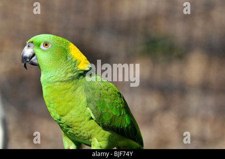 Amazone jaune : Amazona auropalliata. Banque D'Images