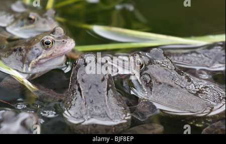 Grenouilles dans un étang de jardin Banque D'Images