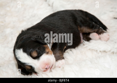 Bebe De 1 Semaines Les Chiots Bouvier Bernois Photo Stock Alamy