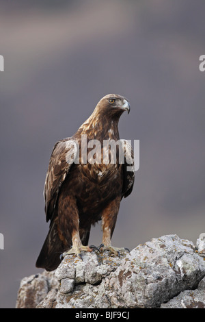 Golden Eagle a atterri sur un rocher, Aquila chrysaetos, Steinadler, Steenarend, adulte, portrait,Central Parc National des Balkans, la Bulgarie Banque D'Images