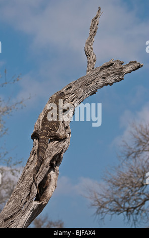 Varan arbre soleil lui-même sur un vieux arbre mort en Kruger National Park, Afrique du Sud Banque D'Images