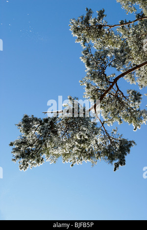 La neige qui tombe de l'arbre de pin brances Banque D'Images