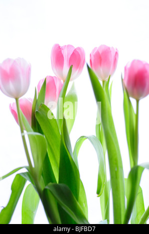Tulipe rose fleurs sur fond blanc Banque D'Images