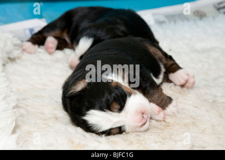 Bebe Nouveau Ne Chiot Photo Stock Alamy