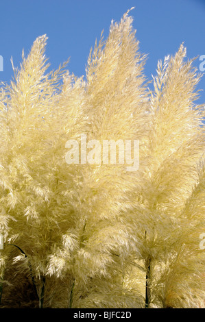 L'herbe de la pampa (cortaderia selloana) contre le ciel bleu clair Banque D'Images