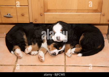 Dormir 6 semaines chiots Bouvier Bernois. Banque D'Images