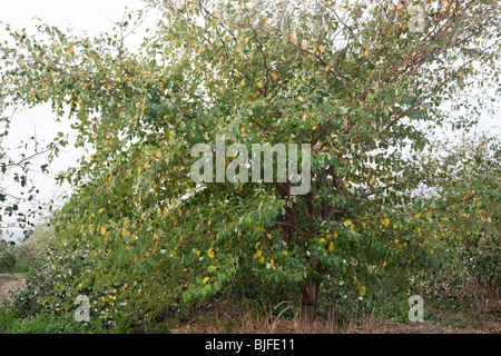 Ziziphus jujuba jujubier' 'arbre portant des fruits. Banque D'Images