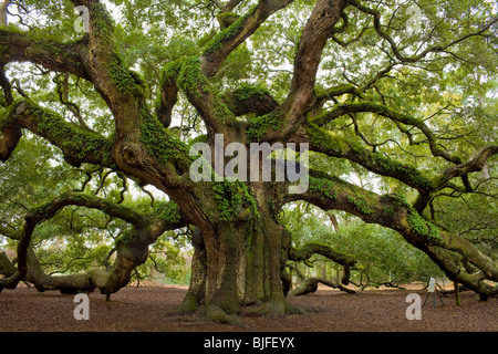L'Ange, Quercus virginiana, plus grand monde dans le sud de live oak, près de Charleston, Caroline du Sud Banque D'Images