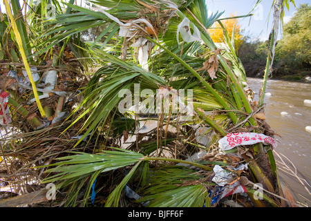 Des sacs en plastique et autres déchets se font prendre et s'accumuler dans les arbres et arbustes le long de la Los Angeles River. Los Angeles, Californie Banque D'Images