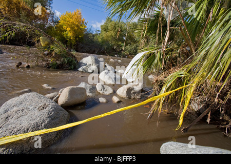 Des sacs en plastique et autres déchets se font prendre et s'accumuler dans les arbres et arbustes le long de la Los Angeles River. Los Angeles, Californie Banque D'Images