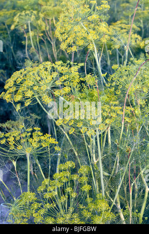 Aneth Anethum graveolens 'floraison' dans le champ. Banque D'Images