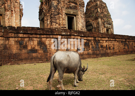 Le buffle d'eau près de pâturage Banteay Srei Banque D'Images