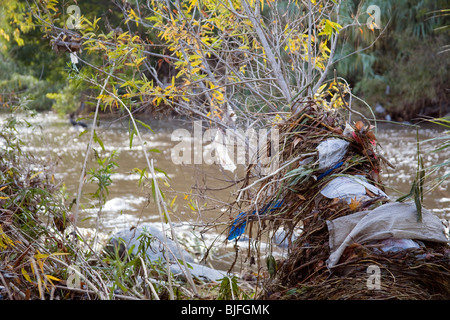 Des sacs en plastique et autres déchets se font prendre et s'accumuler dans les arbres et arbustes le long de la Los Angeles River. Los Angeles, Californie Banque D'Images