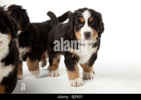 7 semaines chiots bouvier bernois de 7 semaines Banque D'Images