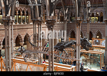 Intérieur du musée d'histoire naturelle de l'Université d'Oxford, Royaume-Uni. Le hall principal montrant les colonnes en fonte soutenant le toit Banque D'Images