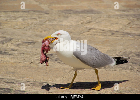 Möwe mit Fisch - gull avec 06 poissons Banque D'Images