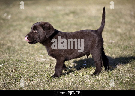 Chiot Labrador Retriever chocolat dans l'herbe Banque D'Images