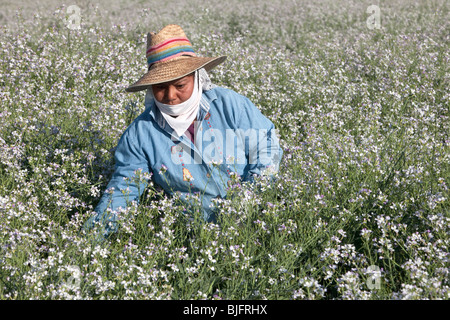 La récolte des gousses femme hispanique de radis Daikon. Banque D'Images