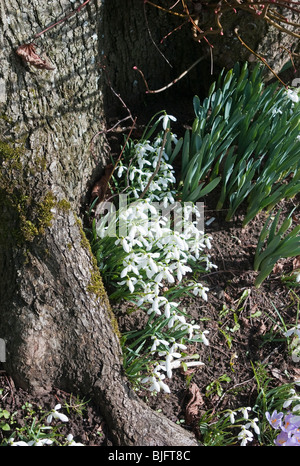 Perce-neige au tronc d'un arbre en Mars Banque D'Images