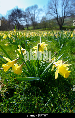 La jonquille sauvage Narcissus pseudonarcissus, fleurs ( ) ou les plantes en floraison Carême Lilly Farndale, North York Moors, North Yorkshire, Angleterre Banque D'Images