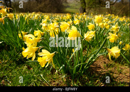 La jonquille sauvage Narcissus pseudonarcissus, fleurs ( ) ou les plantes en floraison Carême Lilly Farndale, North York Moors, North Yorkshire, Angleterre Banque D'Images