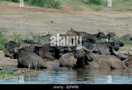 Buffalo allonger au soleil le long du canal Kasinga. Kasinga Channel, l'Ouganda, l'afrique © Demelza Cloke Banque D'Images