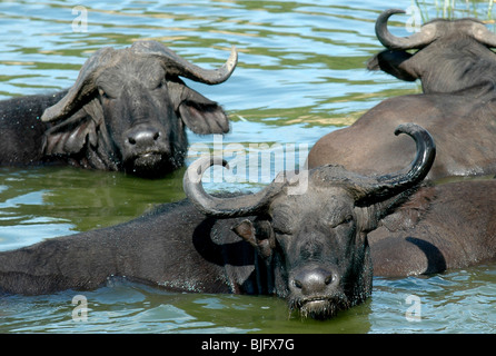 Buffalo allonger au soleil le long du canal Kasinga. Kasinga Channel, l'Ouganda, l'afrique © Demelza Cloke Banque D'Images