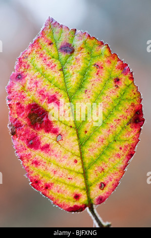 Bramble leaf perdre de chlorophylle et se décolorer en hiver. UK Banque D'Images