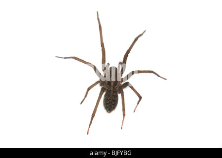 Tegenaria Gigantea ou une maison commune Spider, au Royaume-Uni. Banque D'Images