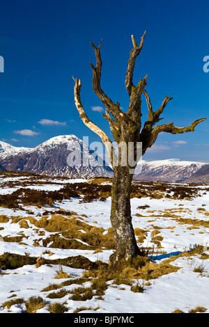 Arbre mort sur Rannoch Moor Banque D'Images