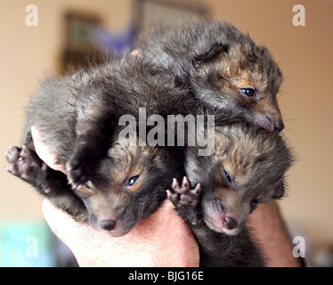 3 week old fox cubs à un centre de sauvetage des animaux à Brighton UK dirigé par Roger Musselle illustré Banque D'Images